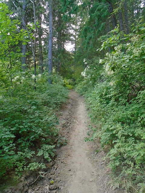 Into the Woods Into the Woods